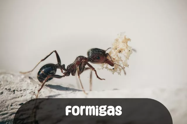Imagem para Frases de Formigas