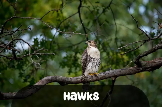 Imagem para Frases de Hawks