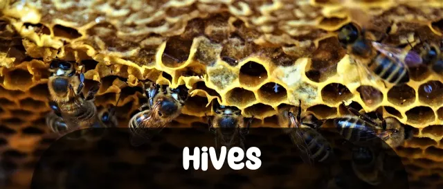 Imagem para Frases de Hives