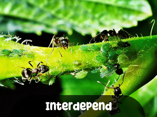 Imagem para Frases de Interdependência
