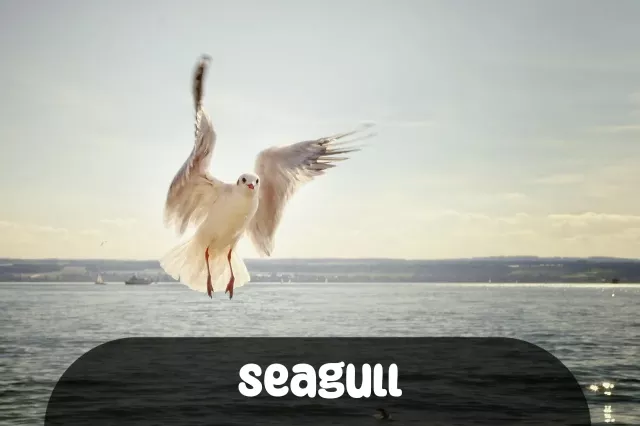 Imagem para Frases de Seagull